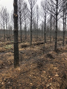 Bosque Alsa - Reforestación Congosto de Valdavia (Palencia)